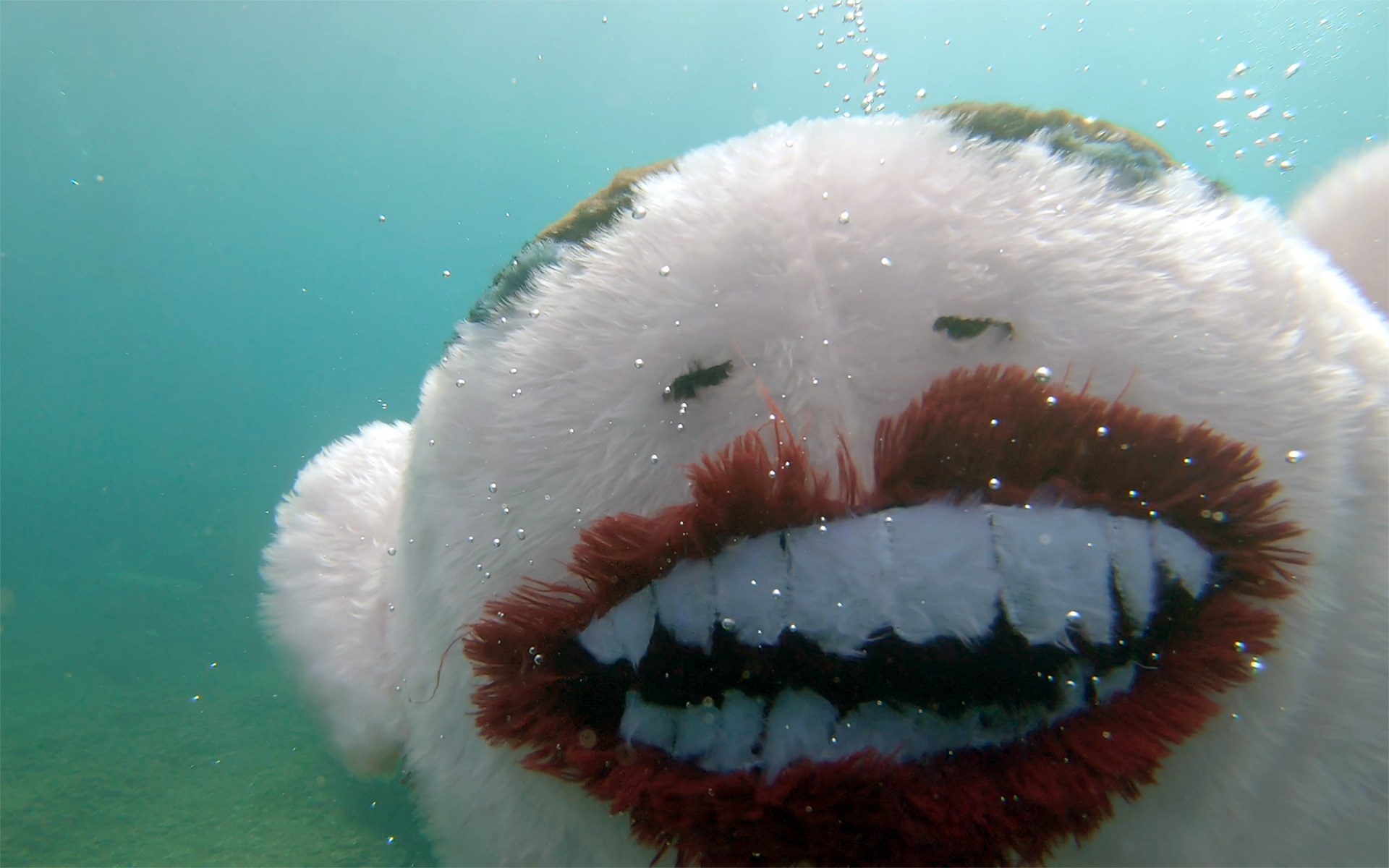 Furrious: Underwater 2018/ Video still: Territorium KV 2018